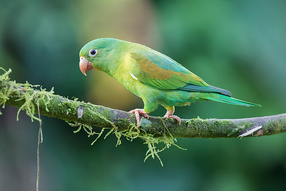 Orange Chinned Parakeet