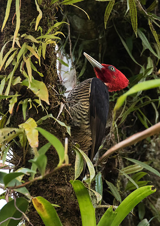 Pale Billed Woodpecker