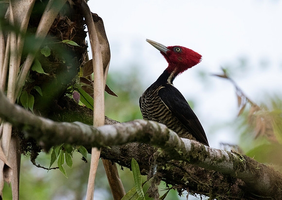 Pale Billed Woodpecker