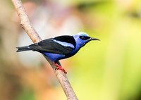 Red Legged Honeycreeper