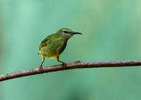 Red Legged Honeycreeper