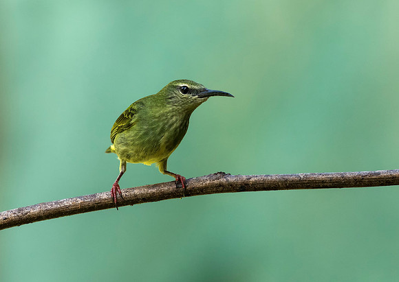 Red Legged Honeycreeper