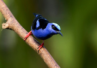 Red Legged Honeycreeper
