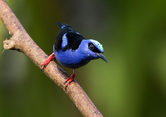 Red Legged Honeycreeper