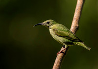 Red Legged Honeycreeper