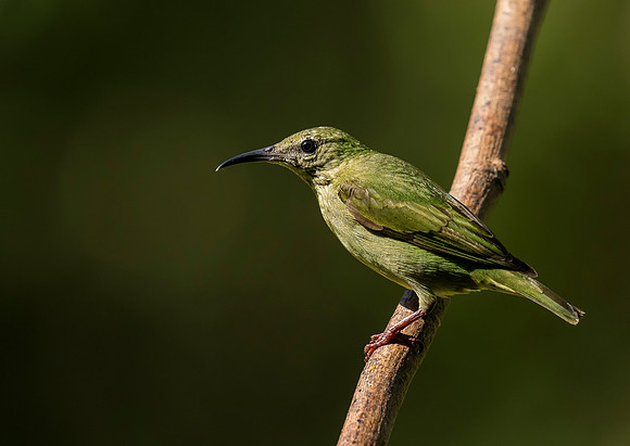 Red Legged Honeycreeper