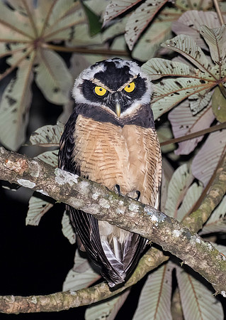 Spectacled Owl
