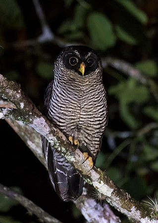 Black and White Owl