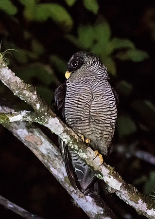 Black and White Owl