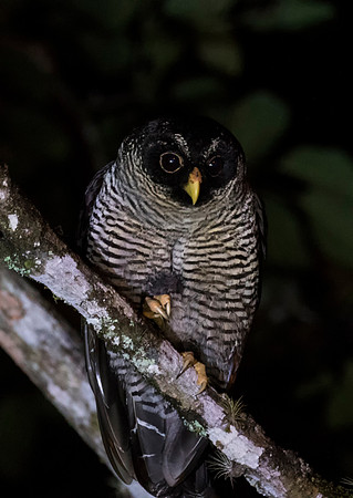 Black and White Owl