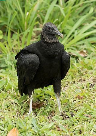 Black Vulture