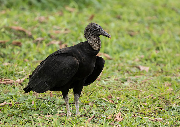 Black Vulture