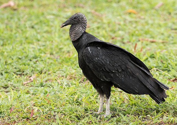 Black Vulture