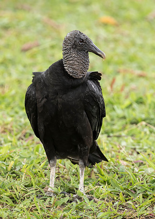 Black Vulture