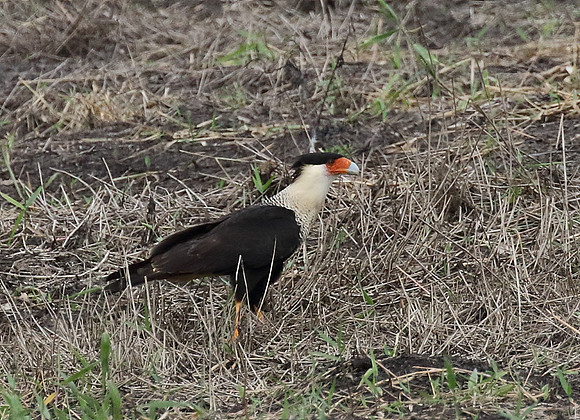Crested Caracara