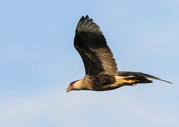 Crested Caracara