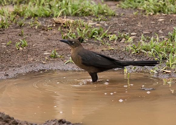Great Tailed Grackle