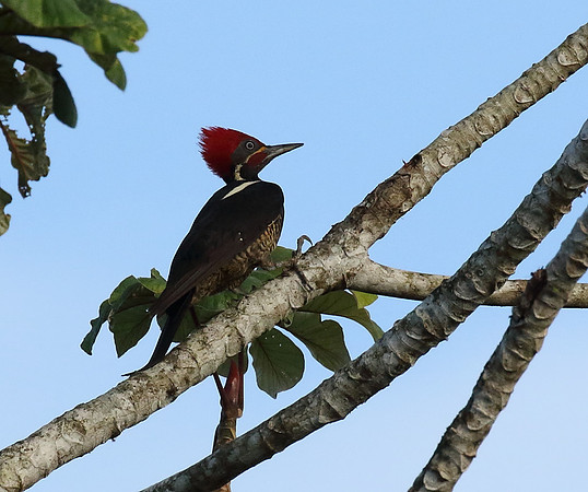 Lineated Woodpecker