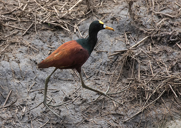 Northern Jacana