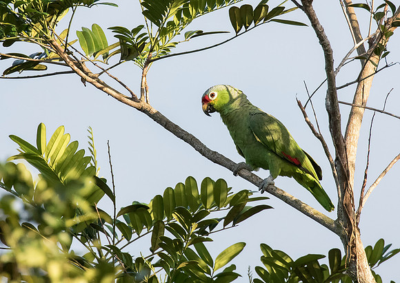 Red Lored Parrot