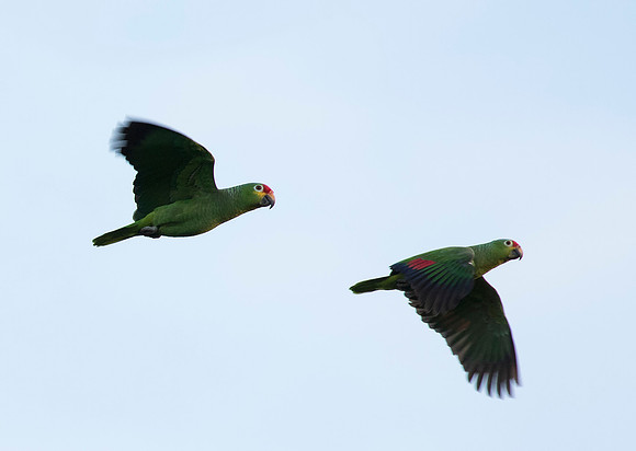 Red Lored Parrot