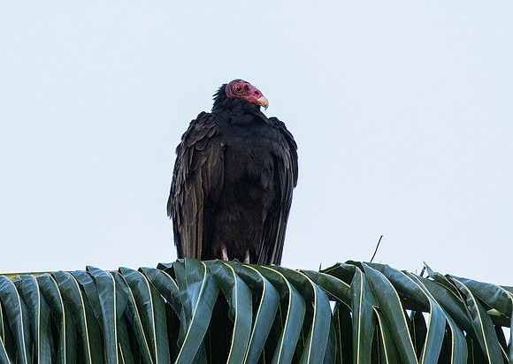 Turkey Vulture