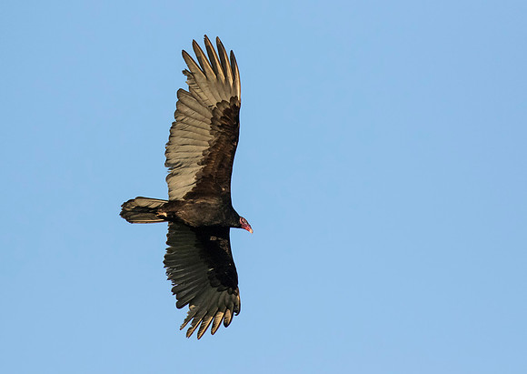 Turkey Vulture