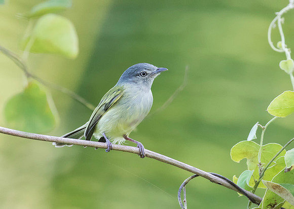 Yellow-Olive Flycatcher