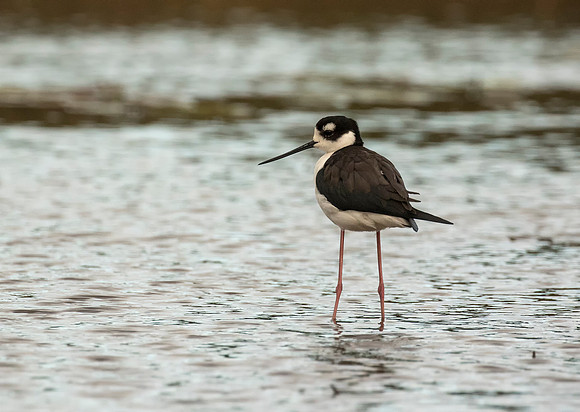 Black Necked Stilt