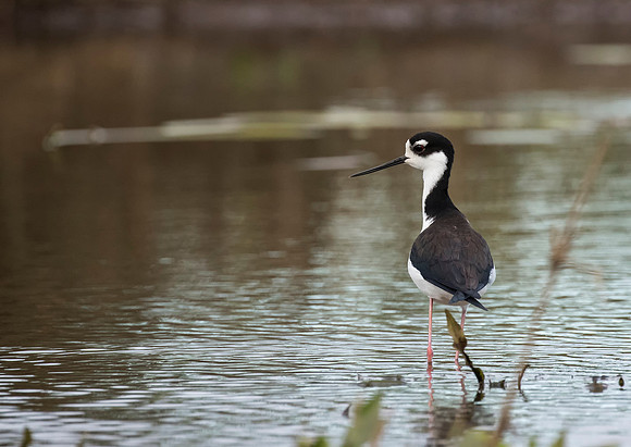 Black Necked Stilt