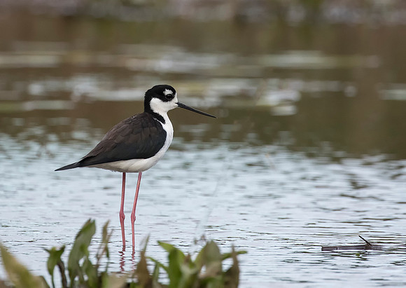 Black Necked Stilt