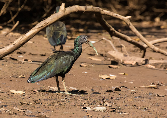 Green Ibis