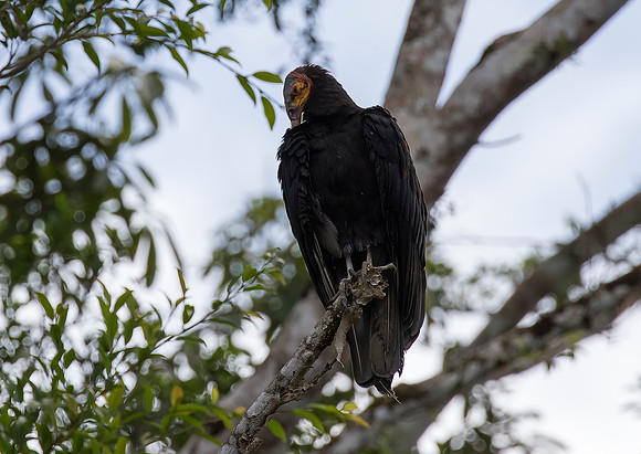 Lesser Yellow Headed Vulture