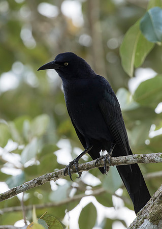 Nicaraguan Grackle