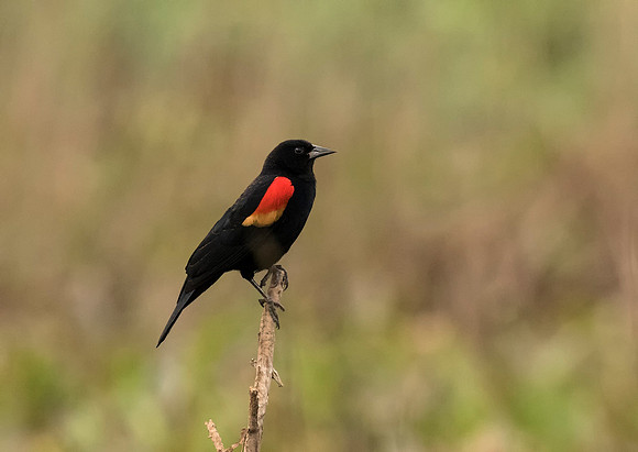 Red Winged Blackbird