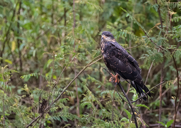 Snail Kite
