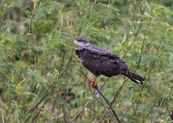 Snail Kite