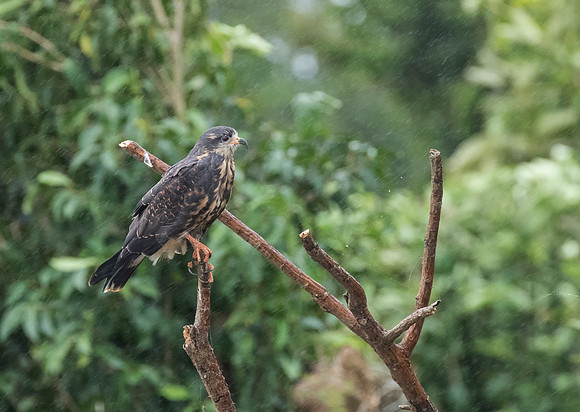 Snail Kite