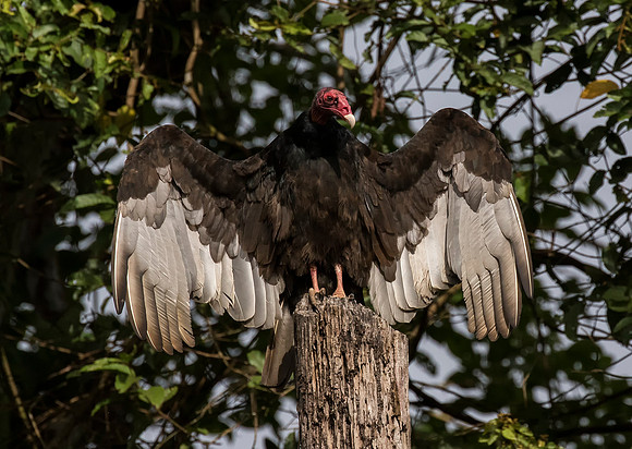 Turkey Vulture