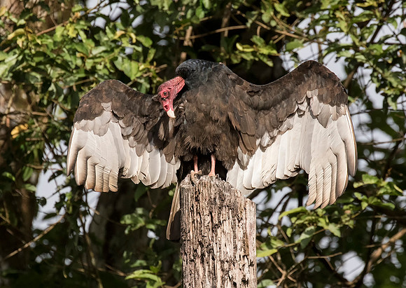 Turkey Vulture