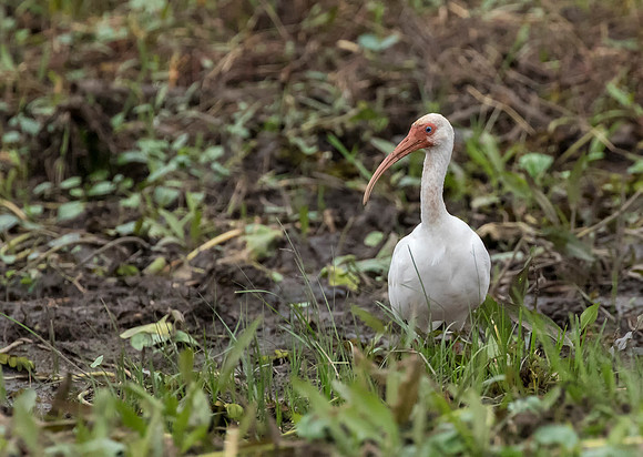 White Ibis