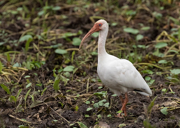 White Ibis
