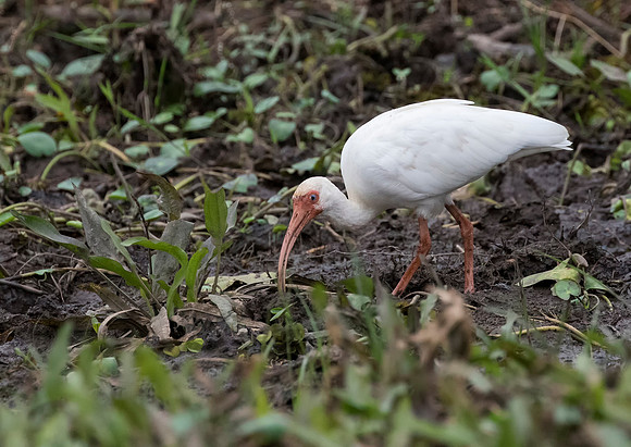 White Ibis