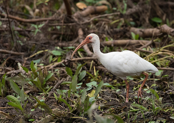 White Ibis