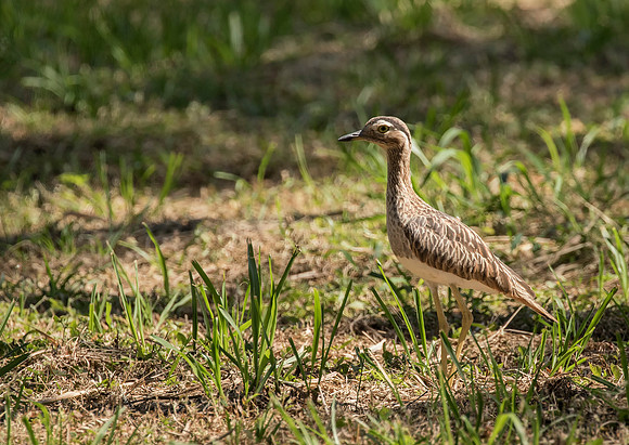 Double Striped Thick-knee