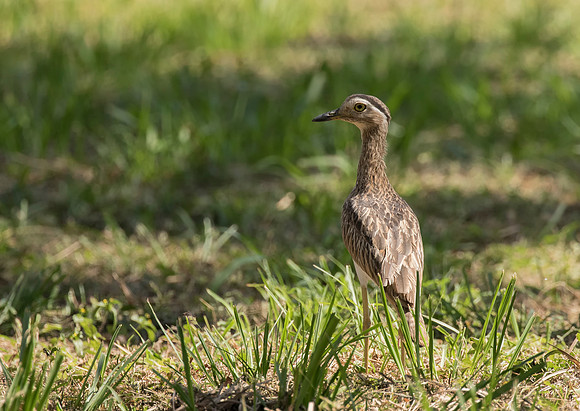 Double Striped Thick-knee