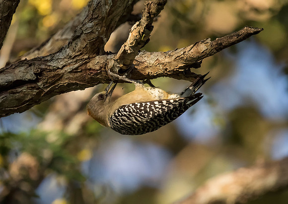 Hoffman's Woodpecker