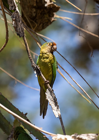 Orange Fronted Parakeet
