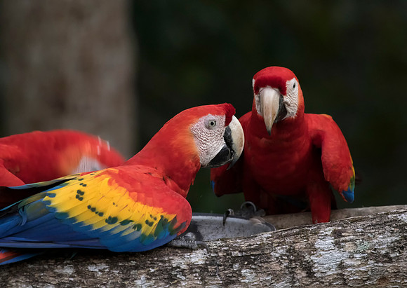Scarlet Macaw