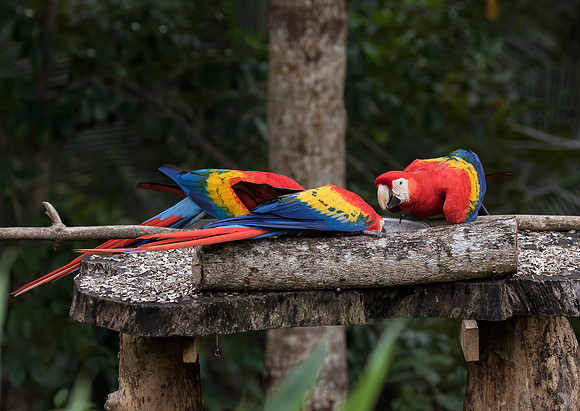 Scarlet Macaw